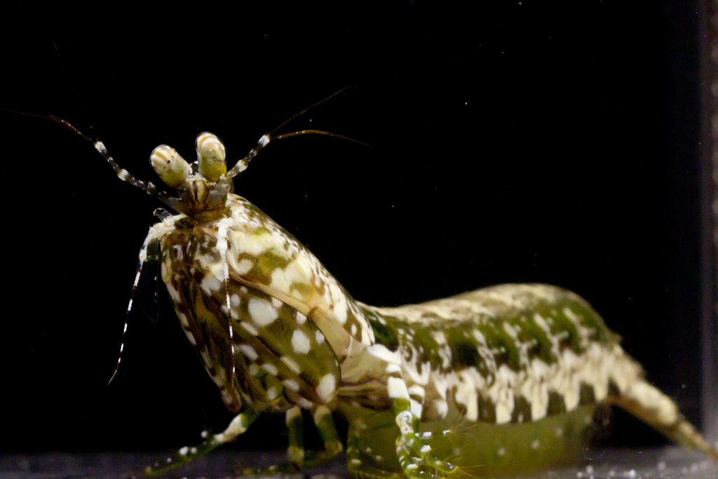 Представитель Семейства Pseudosquillidae